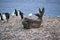 Southern Elephant Seal Female, mirounga leonina, with Chinstrap Penguin, pygoscelis antarctica, Antarctica