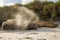 Southern elephant seal males flicking sand over themselves