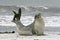 Southern elephant seal (Mirounga leonina)