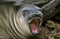 Southern Elephant Seal, mirounga leonina, Female Yawning, Antarctica