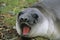 Southern Elephant Seal, mirounga leonina, Female Yawning, Antarctica