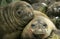 Southern Elephant Seal, mirounga leonina, Females, Antarctica