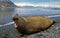 Southern Elephant Seal, mirounga leonina, Male laying on Beach in Defensive Posture, Antarctica