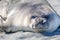 Southern elephant seal (Mirounga leonina) on a sandy beach