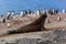 Southern elephant seal with penguins, Antarctica