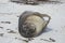 Southern Elephant Seal pup in the Falkland Islands