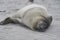 Southern Elephant Seal pup in the Falkland Islands.