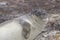 Southern Elephant Seal pup in the Falkland Islands.