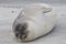 Southern Elephant Seal pup in the Falkland Islands.