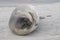 Southern Elephant Seal pup in the Falkland Islands.