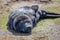 Southern Elephant Seal Pup (Mirounga leonina)