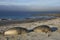 Southern Elephant Seal pups on the Falkland Islands