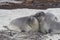 Southern Elephant Seal pups in the Falkland Islands