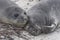 Southern Elephant Seal pups in the Falkland Islands