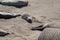 Southern Elephant Seal pups Mirounga leonina on a sandy beach in California