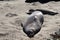 Southern Elephant Seal pups Mirounga leonina on a sandy beach in California