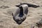 Southern Elephant Seal pups Mirounga leonina on a sandy beach in California