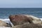 Southern Elephant Seal on Sea Lion Island