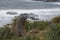 Southern Elephant Seal in tussock grass - Falkland Islands