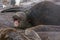 Southern elephant seals - Antarctic Peninsula, Antarctica.