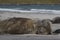 Southern Elephant Seals in the Falkland Islands