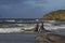 Southern Elephant Seals - Falkland Islands