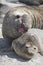 Southern Elephant Seals mating in the Falkland Islands