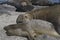 Southern Elephant Seals mating in the Falkland Islands