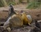 Southern Elephant Seals Mirounga leonina - Falkland Islands