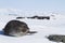 Southern elephant seals pups lying on the ice in front of the An