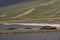 Southern Elephant Seals on Saunders Island