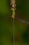 Southern Emerald Damselfly (Lestes barbarus)