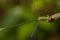 Southern Emerald Damselfly (Lestes barbarus)