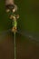 Southern Emerald Damselfly (Lestes barbarus)