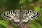 Southern Festoon butterfly - Zerynthia polyxena