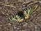 Southern festoon - Zerynthia polyxena