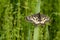 Southern Festoon (Zerynthia polyxena) butterfly