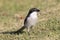 Southern Fiscal / Common Fiscal / Fiscal Shrike Lanius collaris aka Jackie Hangman or Butcherbird, Western Cape, South Africa