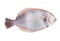 Southern Flounder Paralichthys lethostigma, blind side