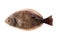 Southern Flounder Paralichthys lethostigma. Left-eyed flounder, up side