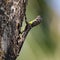 Southern flying lizard (Draco dussumieri)