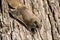 Southern Flying Squirrel