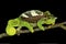 Southern four-horned chameleon Trioceros quadricornis quadricornis