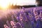 Southern France Italy lavender Provence field blooming violet flowers aromatic purple herbs plants nature beauty perfume