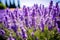 Southern France Italy lavender Provence field blooming violet flowers aromatic purple herbs plants nature beauty perfume