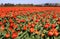 Southern France. Spring landscape. Tulip fields in Provence