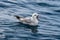 Southern Fulmar in Antarctic Sea. Mouth open. Reflection on water.