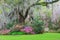 Southern Garden Live Oak Tree Hanging Moss Azaleas