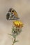 The Southern Gatekeeper,  Pyronia cecilia on the Yellow - star thistle