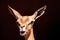 Southern Gerenuk Litocranius walleri